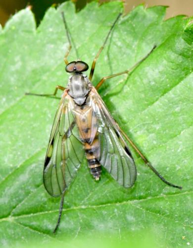 Rhagio maculatus